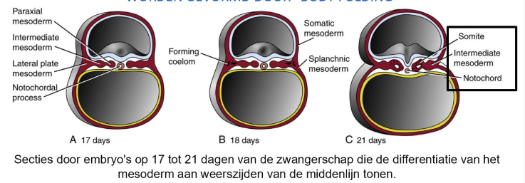 <ul><li><p>neurale buis → geïnternaliseerd tijdens proces van neurulatie</p><ul><li><p>van buitenste ectodermale buis</p></li></ul></li><li><p>op dag 18: laterale plaat begint te splitsen:</p><ul><li><p>intra-embryonale coeloom</p></li><li><p>somatisch &amp; splanchnisch mesoderm</p></li></ul><p>→ laterale plaat mesoderm geeft aanleiding tot sereuze membranen die het coeloom bekleden</p><ul><li><p>somatische mesoderm bedekt binnenste oppervlakte van lichaamswand</p></li><li><p>splanchnische mesoderm omhult darmbuis</p></li></ul></li><li><p>op dag 21:</p><ul><li><p>notochord, somieten &amp; intermediaire mesoderm goed gevormd, splitsing van laterale plaatmesoderm is voltooid</p></li></ul></li></ul><p></p>
