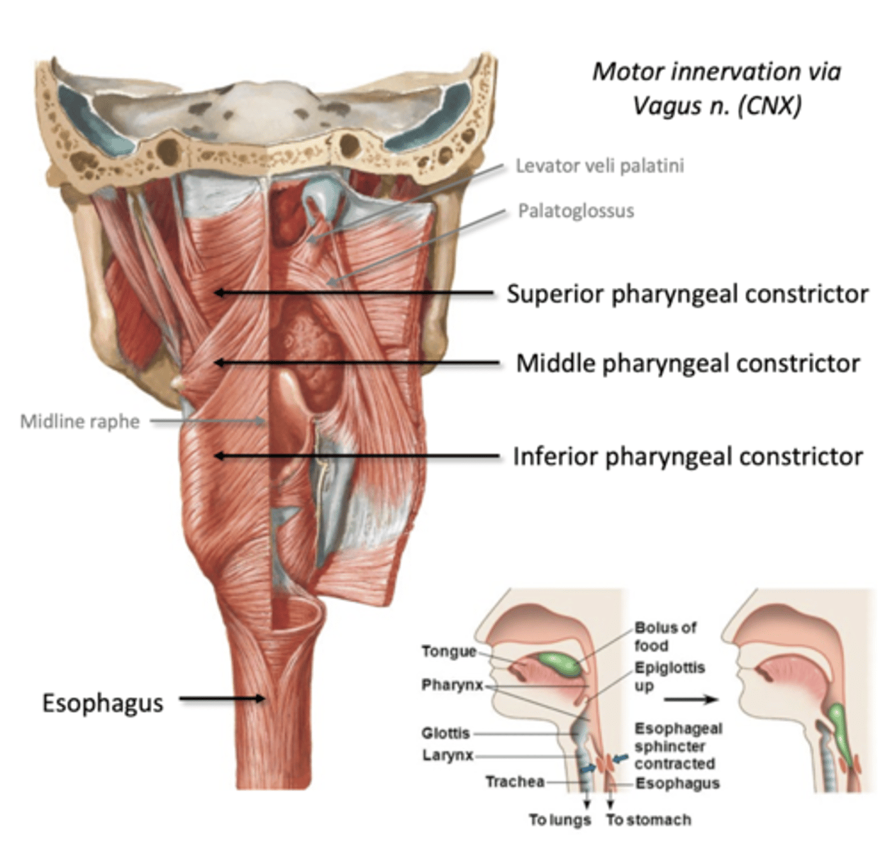 <p>-vocal cords close</p><p>-epiglottis bends over larynx</p><p>-pharyngeal constrictors fire</p><p>Sup, Middle, Inf pharyngeal constrictor muscles (Vagus CN X)</p><p>-help propel bolus down</p>