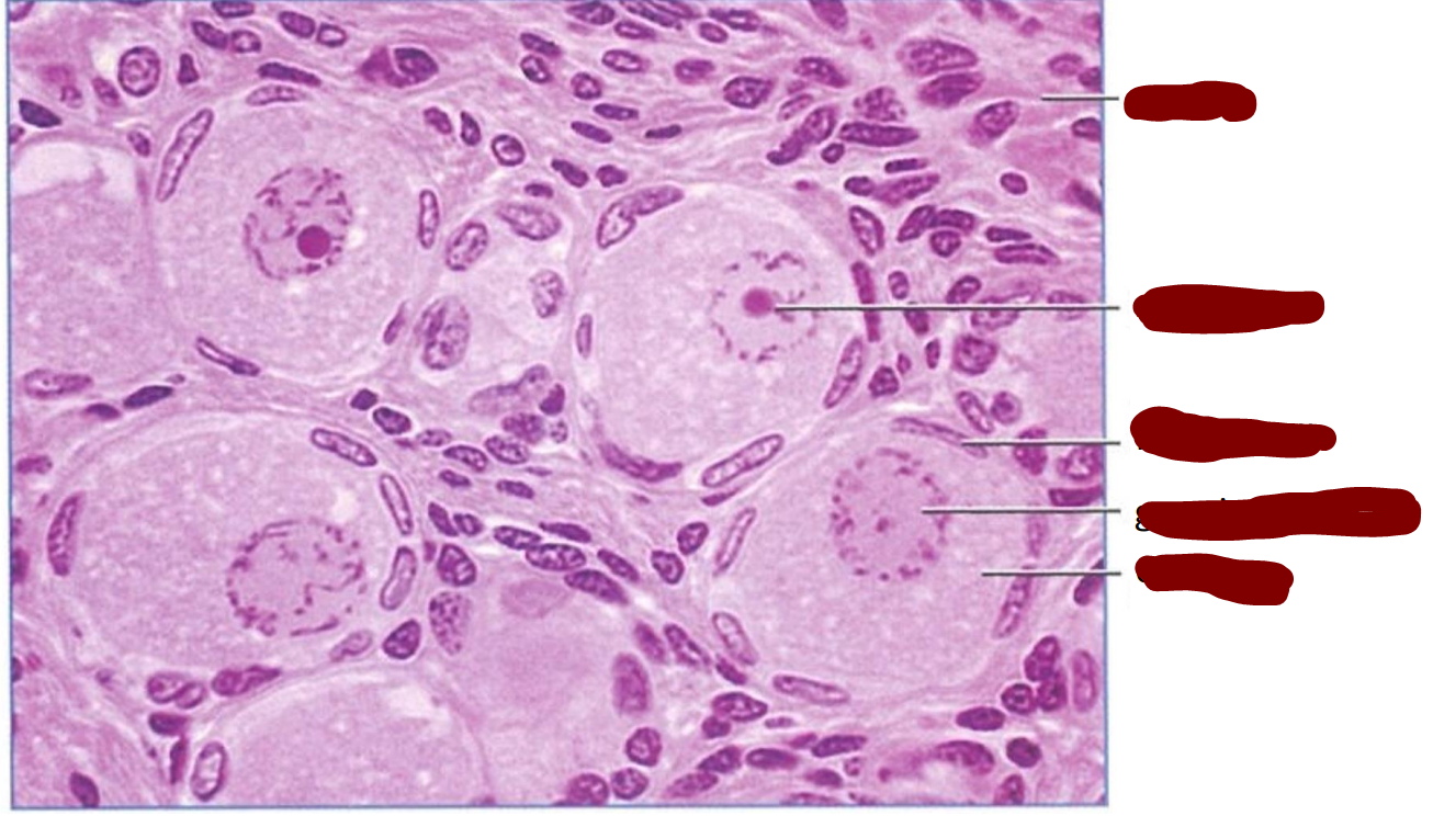 <p>section through several primordial follicles of an immature cat ovary </p>