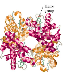 <ul><li><p>biologically active proteins with two or more polypeptide chains or subunits</p></li><li><p>not all proteins have a quaternary structure</p></li></ul>