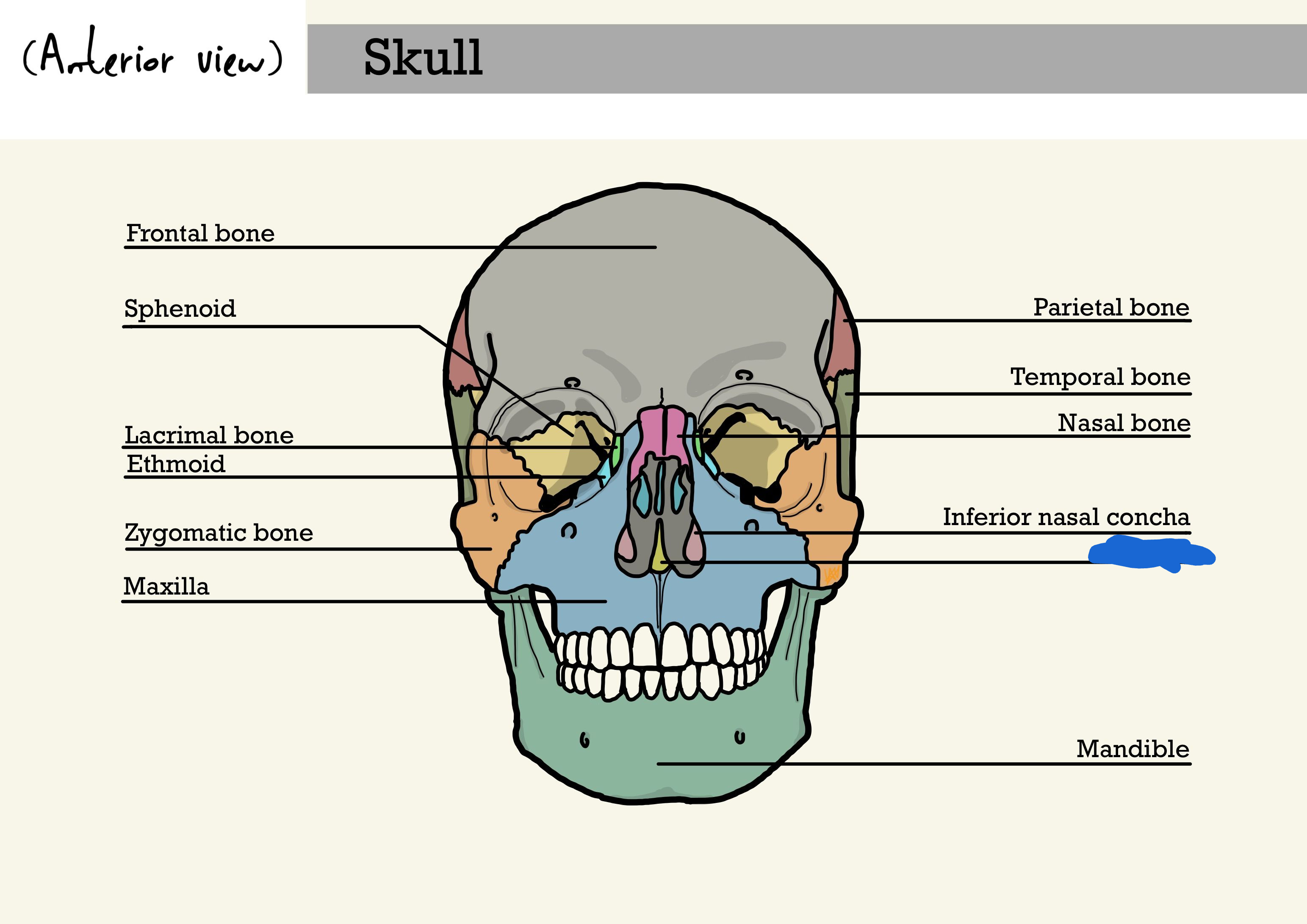 <p>what is the marked out lines bone? (anterior view)</p>