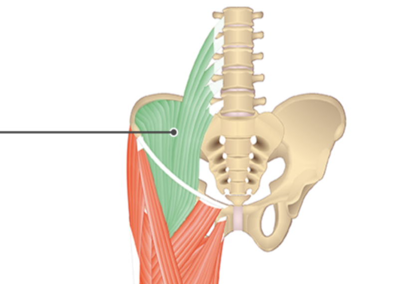 <p></p><p>origin: iliacus of psoas major muscles</p><p>insertion: lesser trochanter</p>