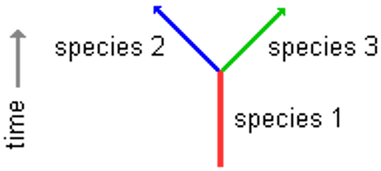 <p>Process by which one species gives rise to two or more new species.</p>