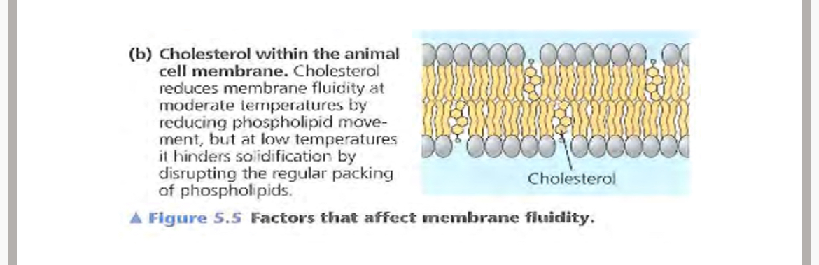 <p>1.cholesterol 2.lipids. 3.steroids. 4.phospholipid. 5.phospholipids</p>