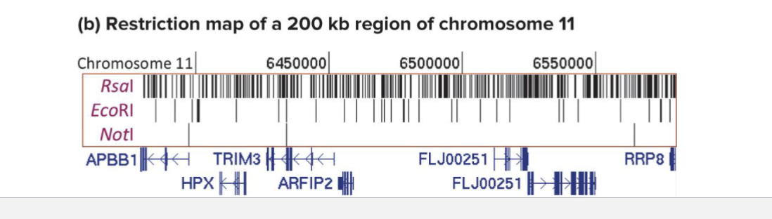 <ul><li><p>Site of 3 restirction enzymes in 200 kb region of human chromosome 11</p></li><li><p>Names and locations of genes in this region are shown below restriction sites</p></li><li><p>Rsal 4bp, EcoRI 6bp, Notl: 8bp</p></li></ul><p></p>