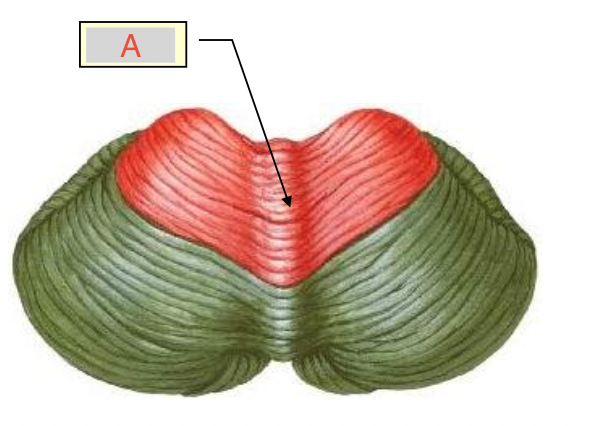 <p>which view of the cerebellum is this</p>