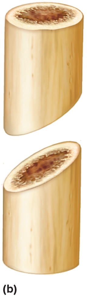 <p>An angular cut of a cylindrical structure.</p>