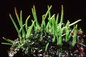 <p>bryophyte</p><p><strong>hornworts</strong></p><p>100 species</p>