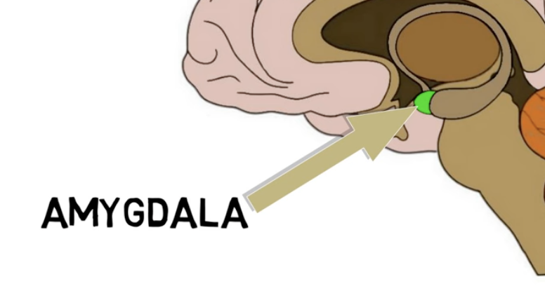 <p>amygdala functions:</p>