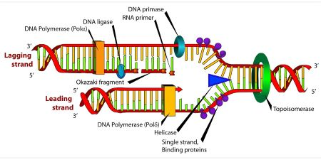 <p><span><span>Produces </span><strong><span>transient (not permanent) breaks</span></strong><span> in one strand of the DNA double helix to relieve the tension built up by the unwinding of DNA ahead of the DNA helicase; reseals breaks after DNA has relaxed</span></span></p><ul><li><p><span><span>relieve torsional strain and supercoiling during replication, transcription, and repair</span></span></p></li></ul><p></p>