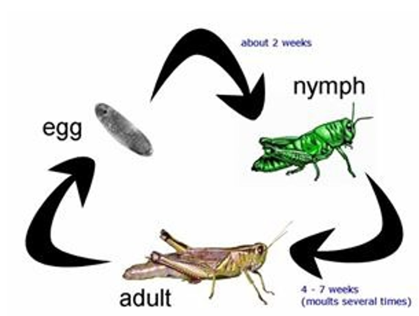 <p>Development with gradual changes via a series of molts through stages until reaching the adult stage.</p><p>-every stage eats the same thing</p>