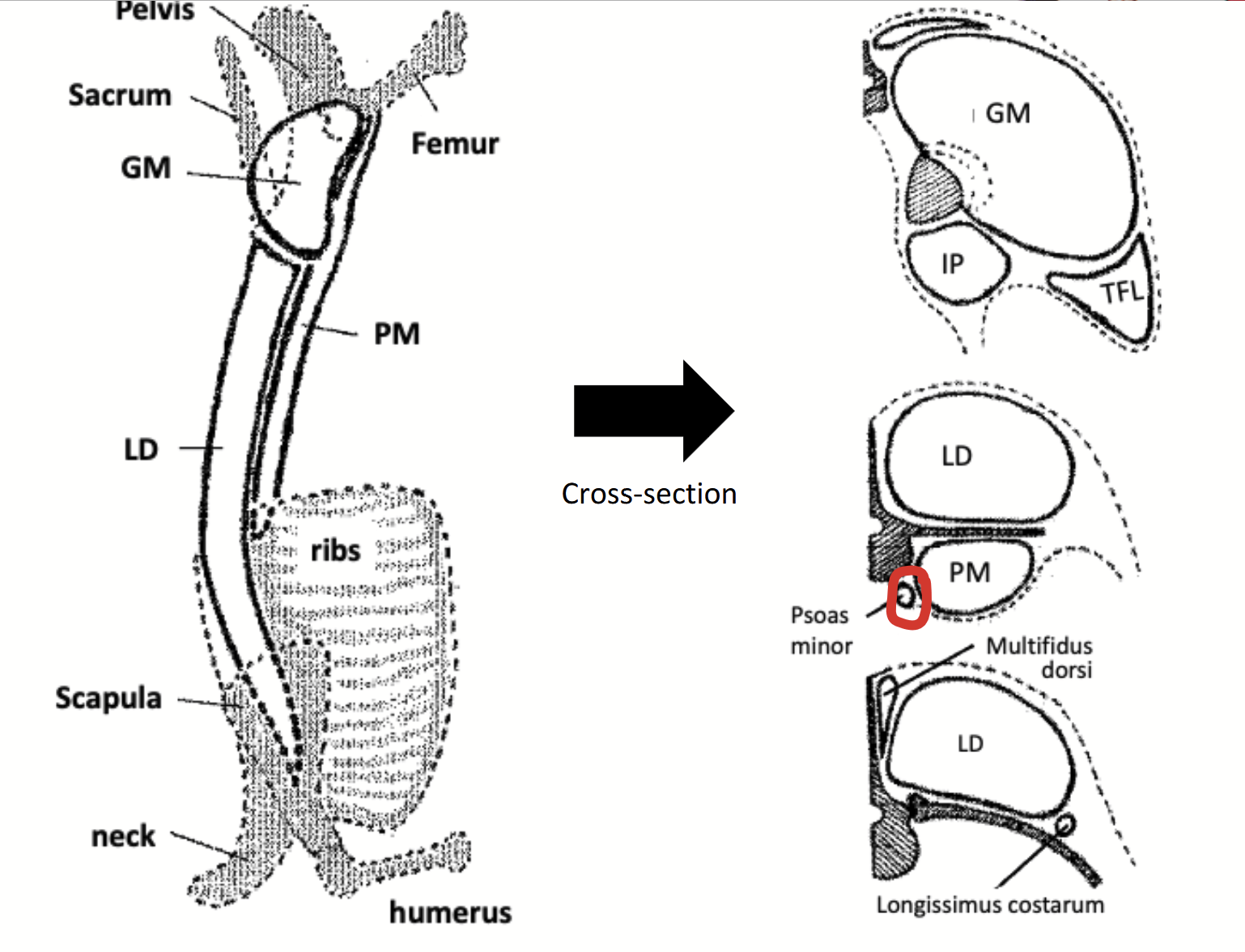 <p>Medial to the psoas major, found almost under the centra of the vertebrae.</p>
