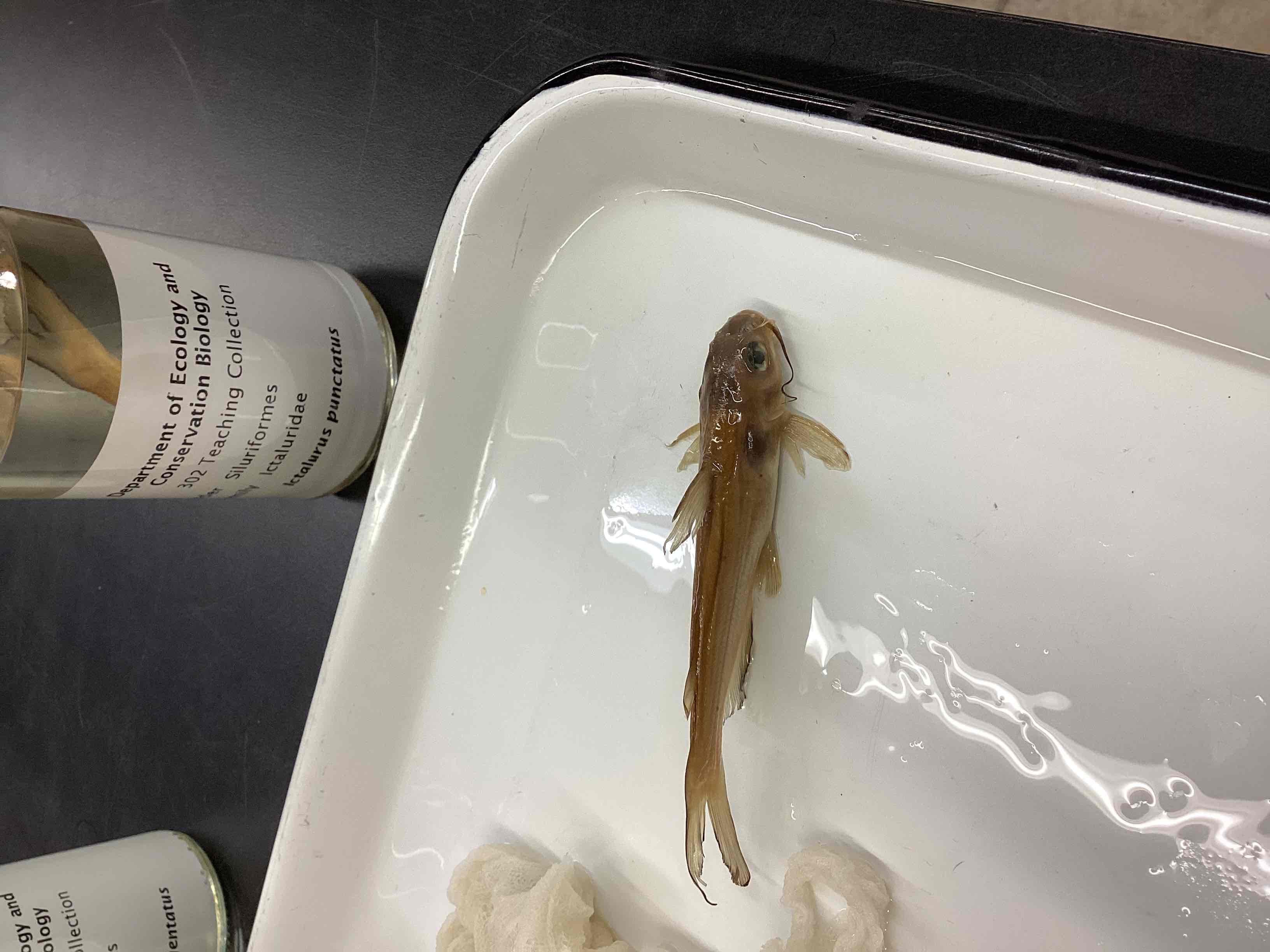 <p>Channel catfish</p>