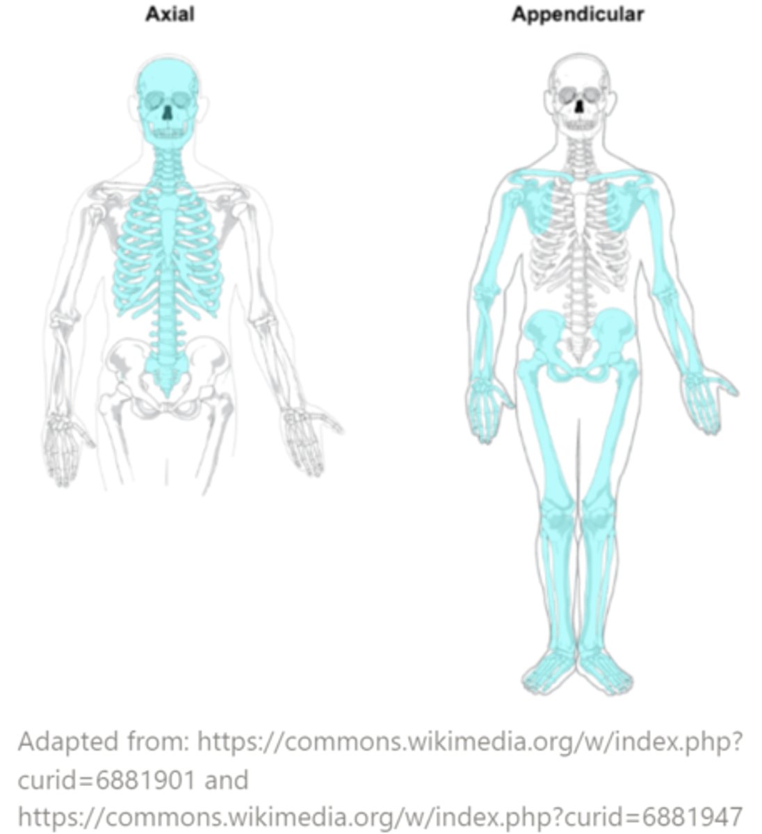 <p>axial; appendicular skeletons</p>