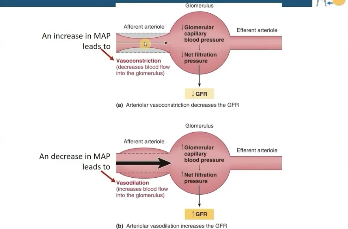 <ul><li><p>as BP increases, vessels constrict to reduce blood flow</p></li></ul><ul><li><p>BP decreases, vessels dilate to decrease blood flow</p></li></ul><p>→ this all allows organs to maintain stable perfusion</p>