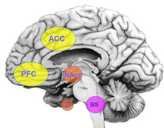 <p><span>Neuroanatomy (mid-sagittal view)</span></p>