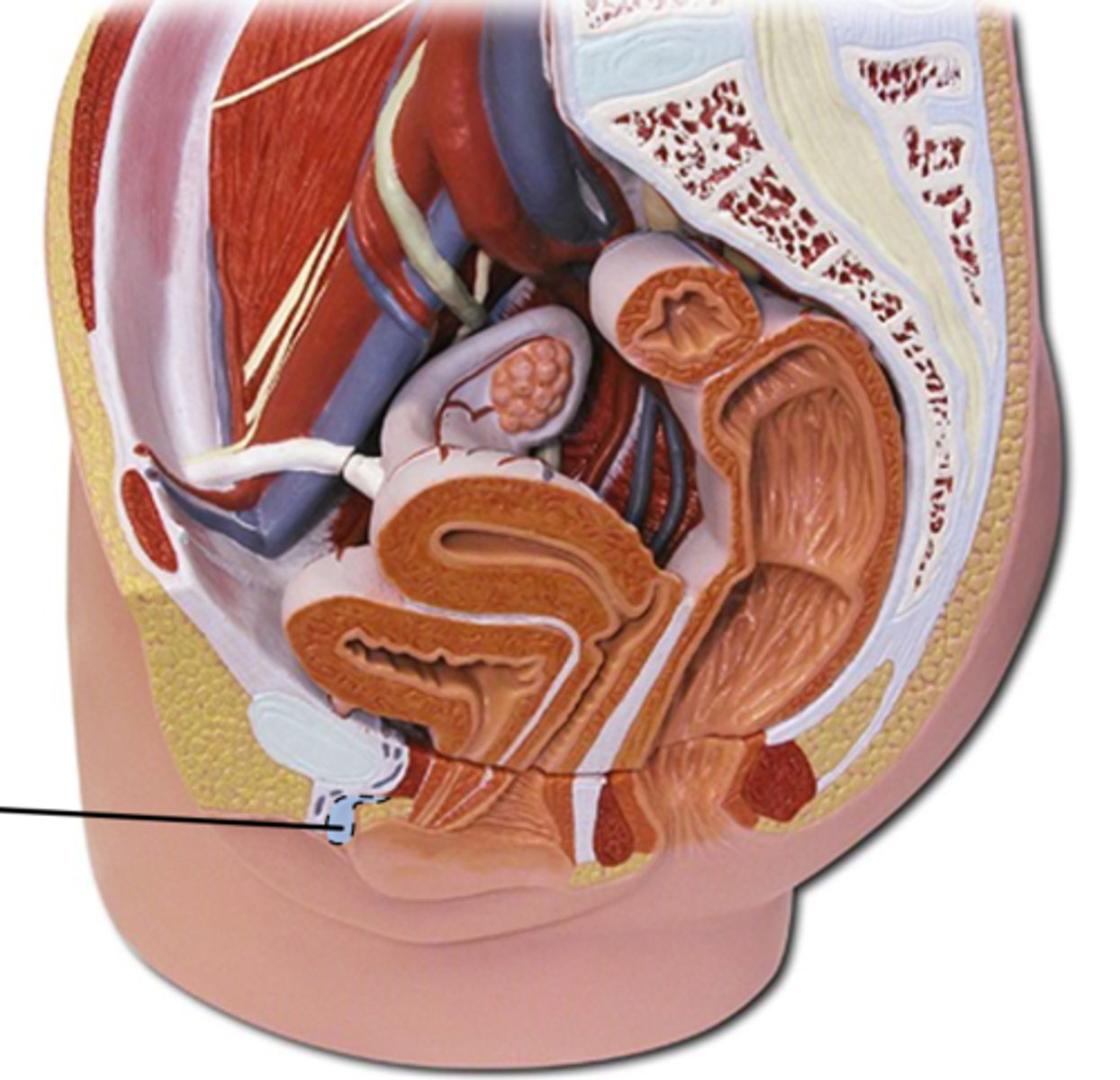 <p>Name this part of the female reproductive system.</p>