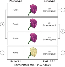 <p>phenotype</p>