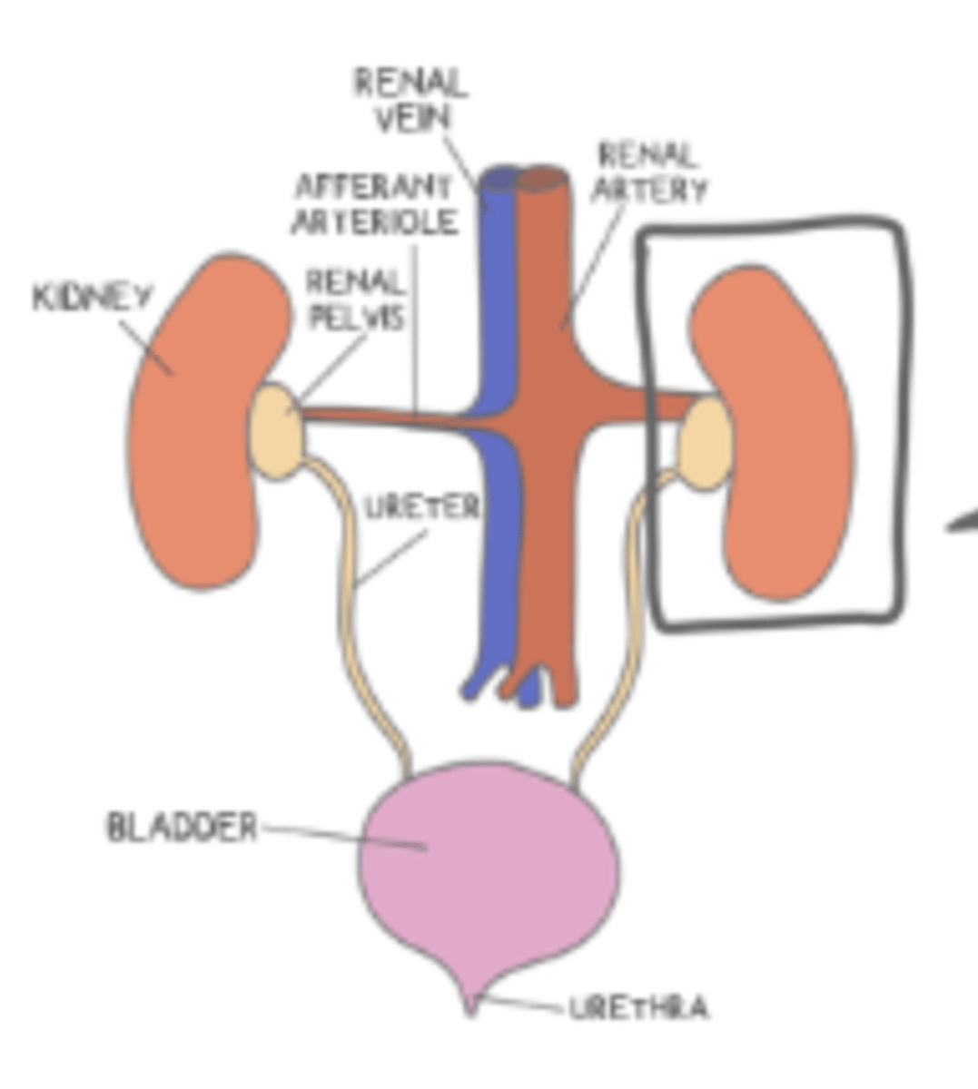<p>urinary bladder; urethra</p>