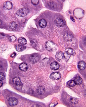 <p><span>•Protein-secreting</span></p><p><span>•Cell structure</span></p><p><span>–Euchromatic nucleus</span></p><p><span>–Abundant RER</span></p><p><span>–Apical secretory granules</span></p><p><span>•Rounded</span></p>