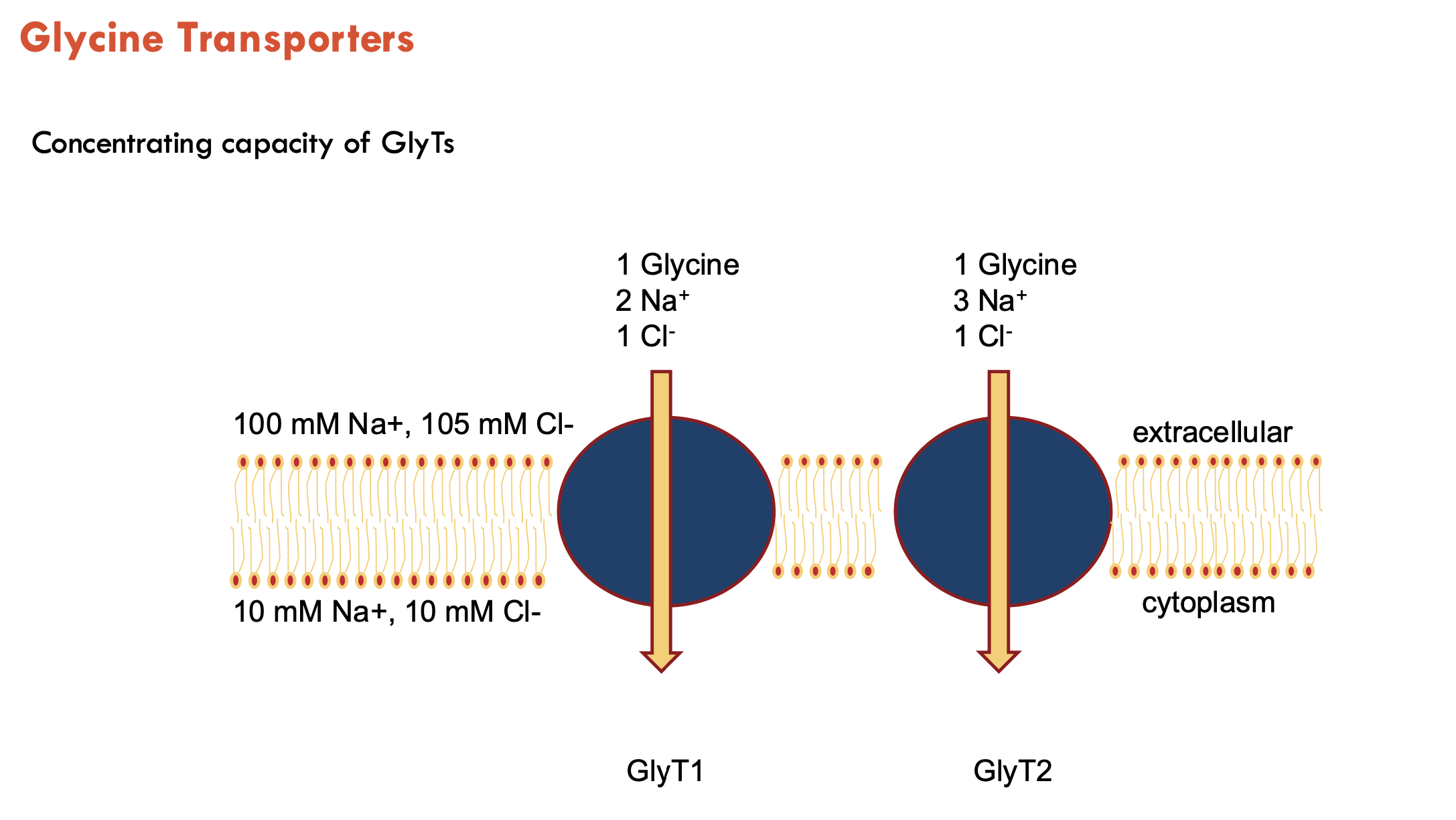 <p>GlyT1 and GlyT2</p><ul><li><p>transports Na<sup>+</sup> and Cl<sup>-</sup></p></li><li><p>GlyT1 uses 2 Na<sup>+</sup>, GlyT2 uses 3 Na<sup>+</sup> (stronger driving force → lower extracellular glycine)</p></li></ul><p></p>