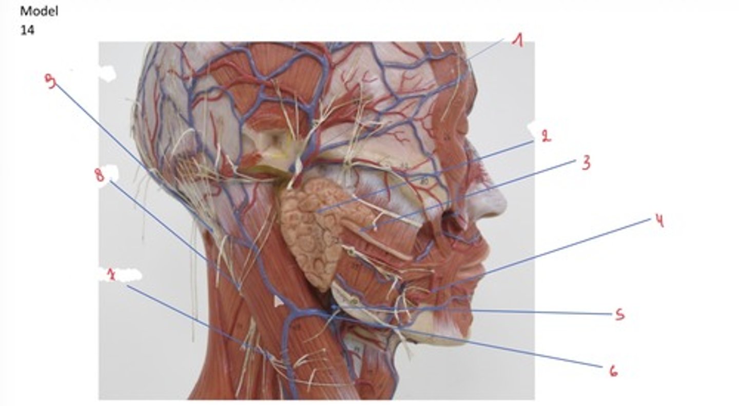 <p>Wat wordt er aangeduid met 8</p>