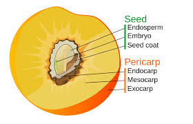 <p>a type of fruit having a single seed enclosed in a hard layer and that covered with soft, often juicy flesh, as in cherries and peaches.</p>