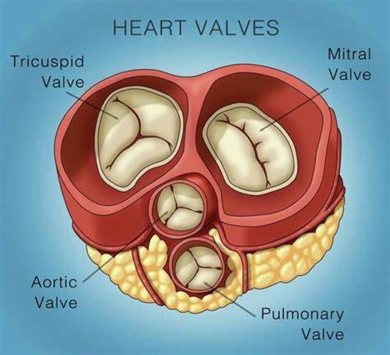 Cardiovascular System & Drugs for Heart Failure Flashcards Knowt