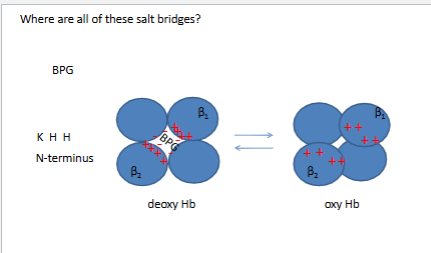 <p>5 salt brdiges in the central cavity of the molecule at the end of the channel</p>