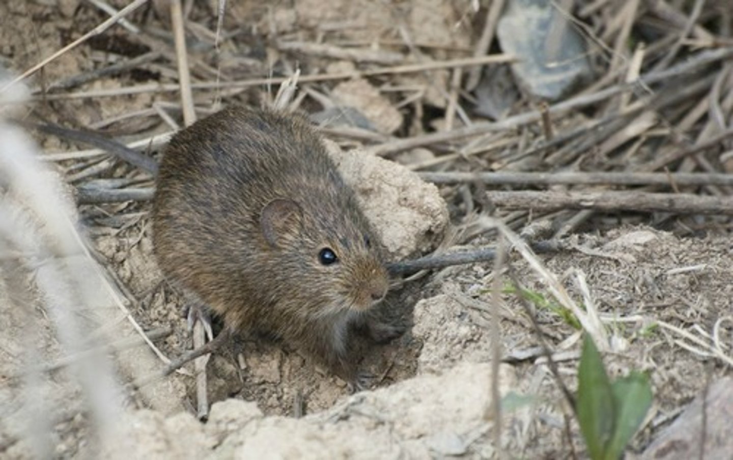 <p>marsh rice rat</p>