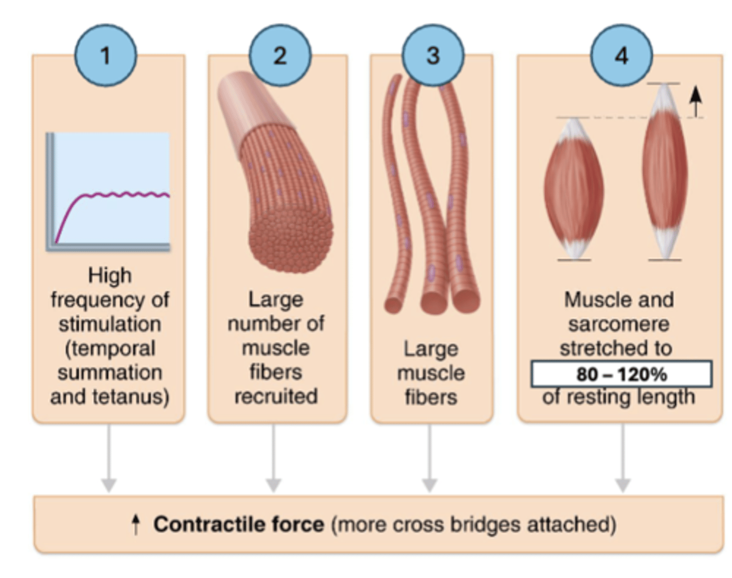 <p>1. Frequency of stimulation (tetanus/wave summation)</p><p>2. Number of muscle fibers stimulated(motor unit recruitment)</p><p>3. Size of muscle fibers (Diameter)</p><p>4. Degree of muscle stretch (80-120%)</p>