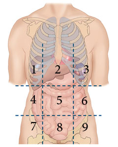 <p><span><span>Identify term 1 in the abdominopelvic region shown.</span></span><br></p>