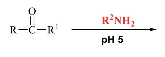<p>what is the product of this imines formation</p>