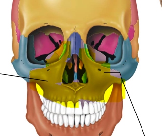 <p>-Bone around the nose</p>