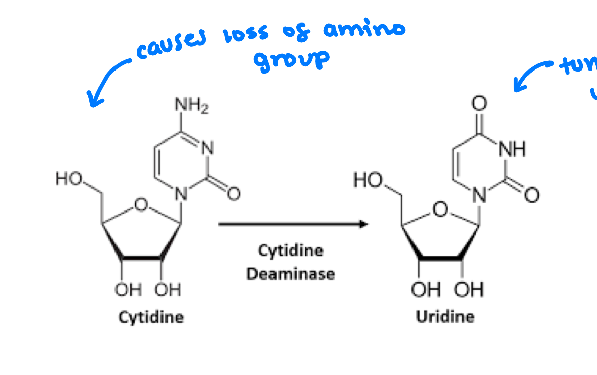 <p>cytidine deaminase will remove an amino group from a nitrogenous base ex. cytosine causeing it to turn into uracil which will bond to adenine instead of guanine </p>