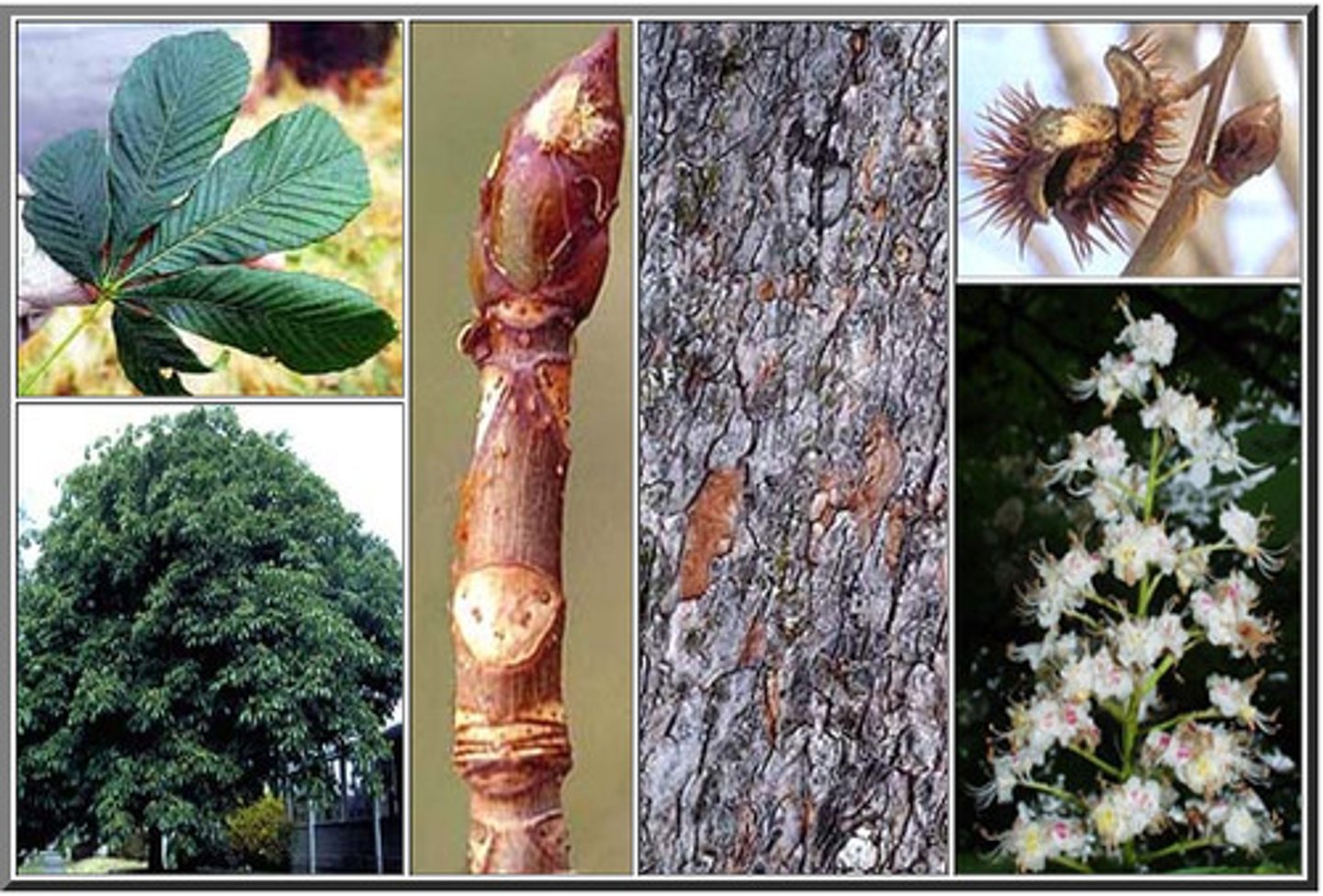 <p>Sapindaceae Aesculus hippocastanum</p>