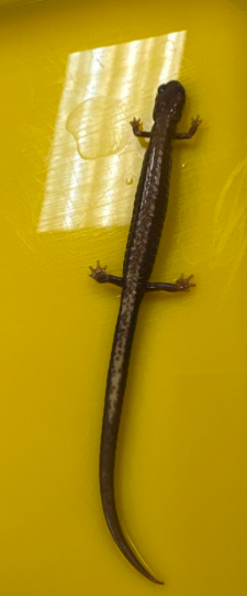 <p>Family Plethodontidae</p><ul><li><p><span style="background-color: transparent;"><span>Red back/dorsal stripe, heavily mottled black and white belly</span></span></p></li><li><p><span style="background-color: transparent;"><span>Terrestrial</span></span></p></li><li><p><span style="background-color: transparent;"><span>Eggs laid in underground burrow, leaf litter</span></span></p></li><li><p><span style="background-color: transparent;"><span>Females aggressively defend eggs, no larval stage </span></span></p></li><li><p><span style="background-color: transparent;"><span>Distribution randomly spotted</span></span></p></li></ul><p></p>