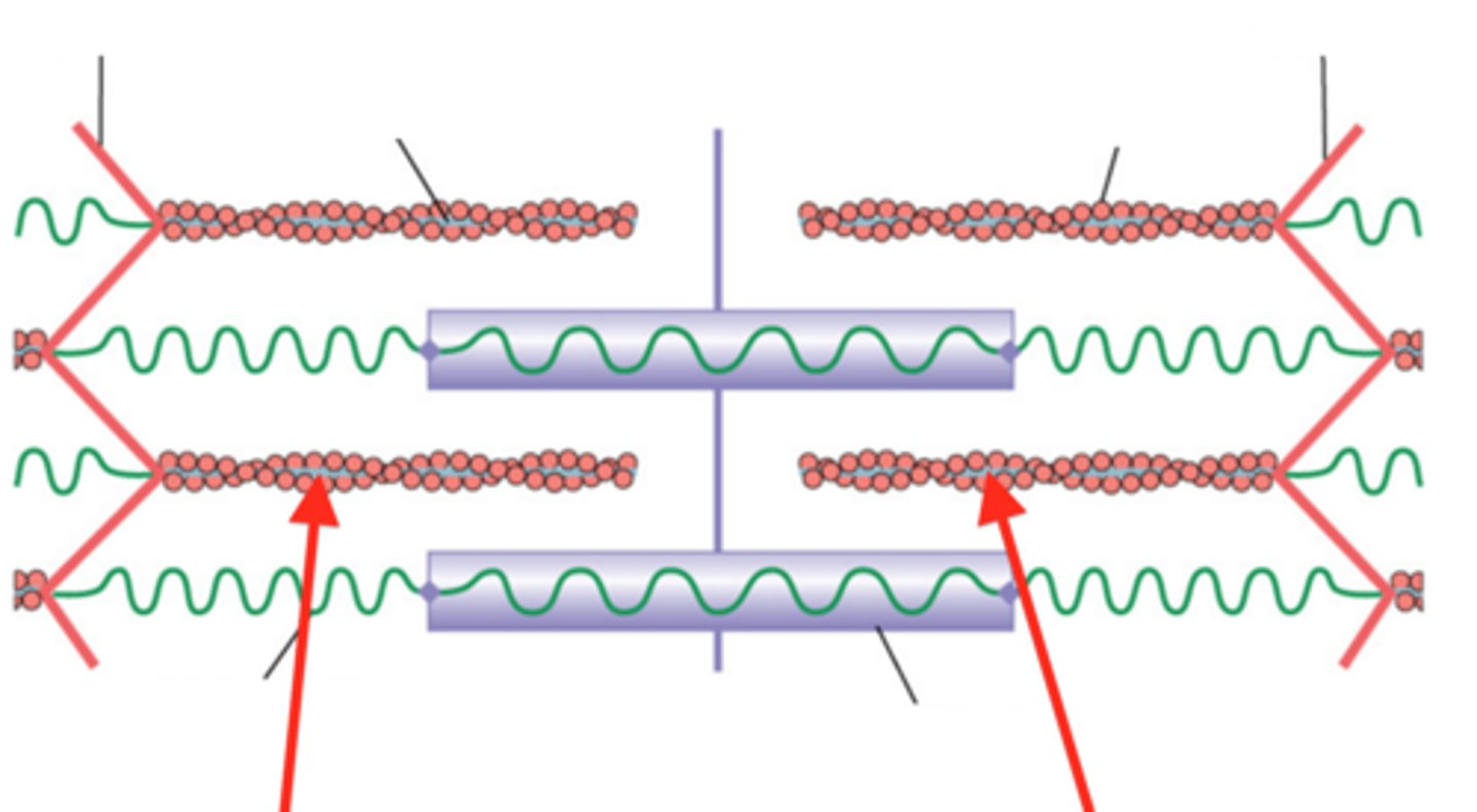 <p>spans the length of thin filaments, anchors thin filament to z-disc</p>