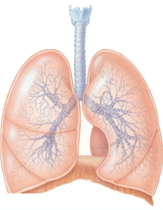 <p>-First part of lower respiratory tract</p><p>-A long flexible tube that runs from larynx (neck) to the bronchi (chest)</p><p>-Consists of C-shaped cartilages that stop it from collapsing </p><p>-The inside is lined with pseudo-stratified ciliated columnar epithelium with goblet cells, which traps foreign material from going deep in the lungs otherwise can alter gas exchange is alveoli if reached</p>