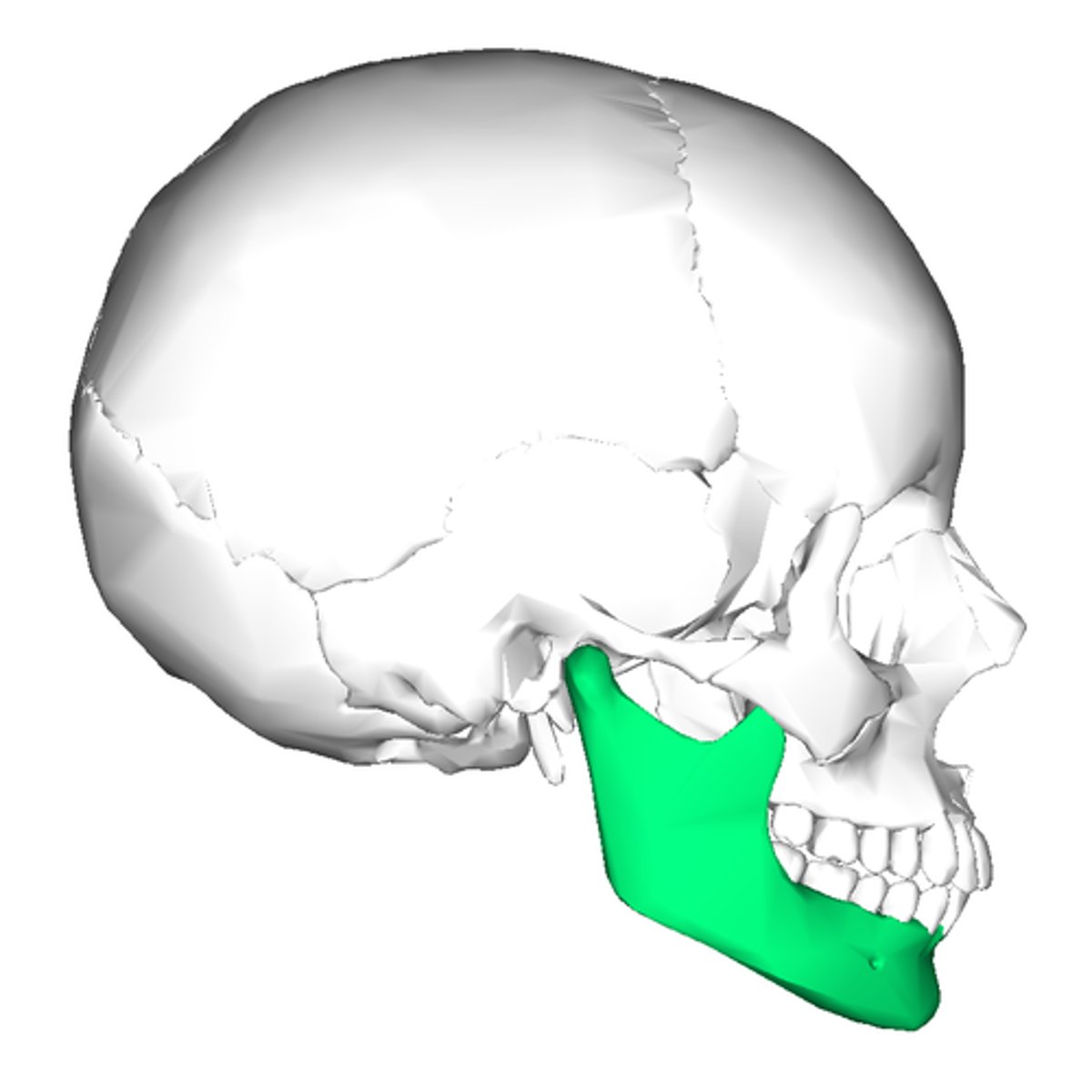 <p>mandible, lower jawbone</p>