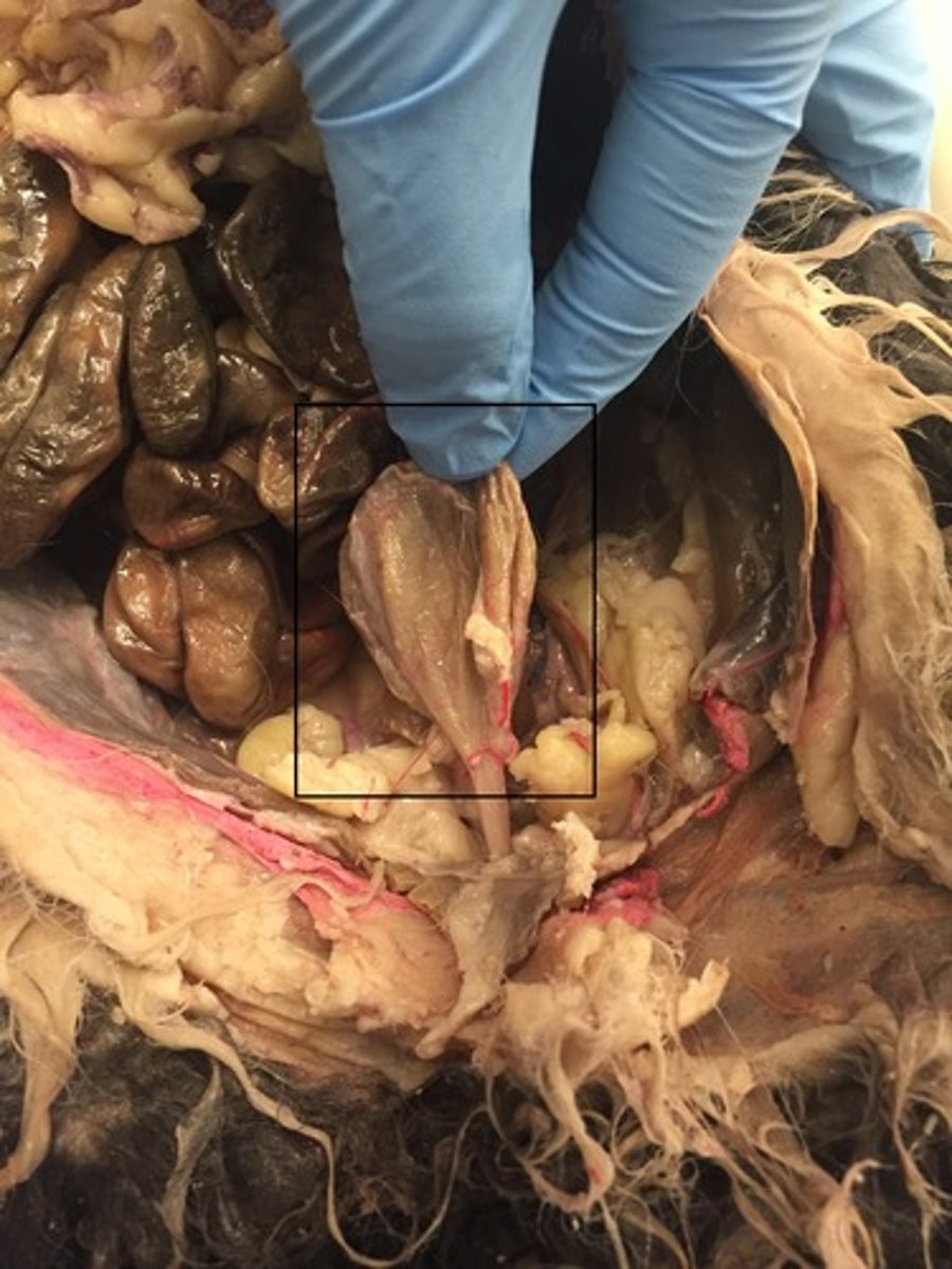 <p>The bladder is found on the midline</p>