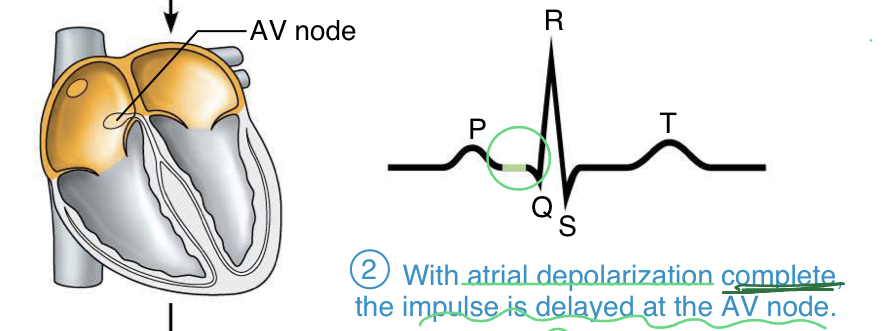<ul><li><p>with atrial depolarization complete (potential is back to baseline), the impulse is delayed at the AV node, therefore the ventricles have not received the signal yet</p></li></ul>