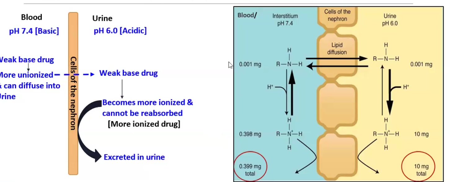 <p>FOR WEAK BASE → pH-pKa = log Un-ionized/ Ionized</p><p>FOR WEAK ACID → pH-pKa = log Ionized/ Unionized</p><ul><li><p>Ion trapping: we make the environment the opposite of the drug so it can be excreted</p><ul><li><p>Ex. methamphetamine (basic) can be forced to be excreted by making the urine very acidic, which stops reabsorption</p></li></ul></li></ul><p></p>