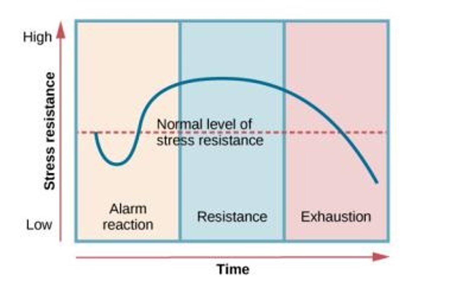<p>A model describing the body's response to stress, consisting of three stages: alarm, resistance, and exhaustion.</p>