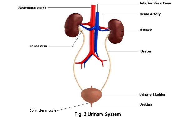 <p>1. Hilum -- depression where renal artery, renal vein and nerves are connected to kidney</p><p>2. Kidney -- remove urea and excess water from the blood (urine) and keeps chemical concentration balanaced in the blood </p><p>3. Ureter -- narrow tube that emerges from the hilum, bring urine from the kidneys to the urinary bladder </p><p>4. Urinary bladder -- elastic, muscular bag that stores urine </p><p>5. Sphincter muscle -- controls urine flow into and out of the urethra </p><p>6. Urethra -- duct through which urine passes out of the body</p>