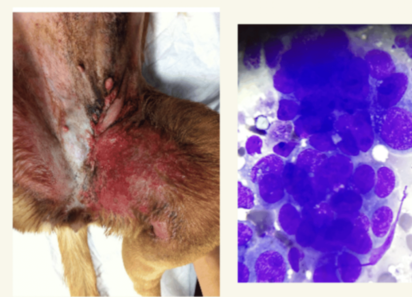 <p>no la operamos. el animal tiene &lt;2 meses desde el diagnóstico para vivir.</p>