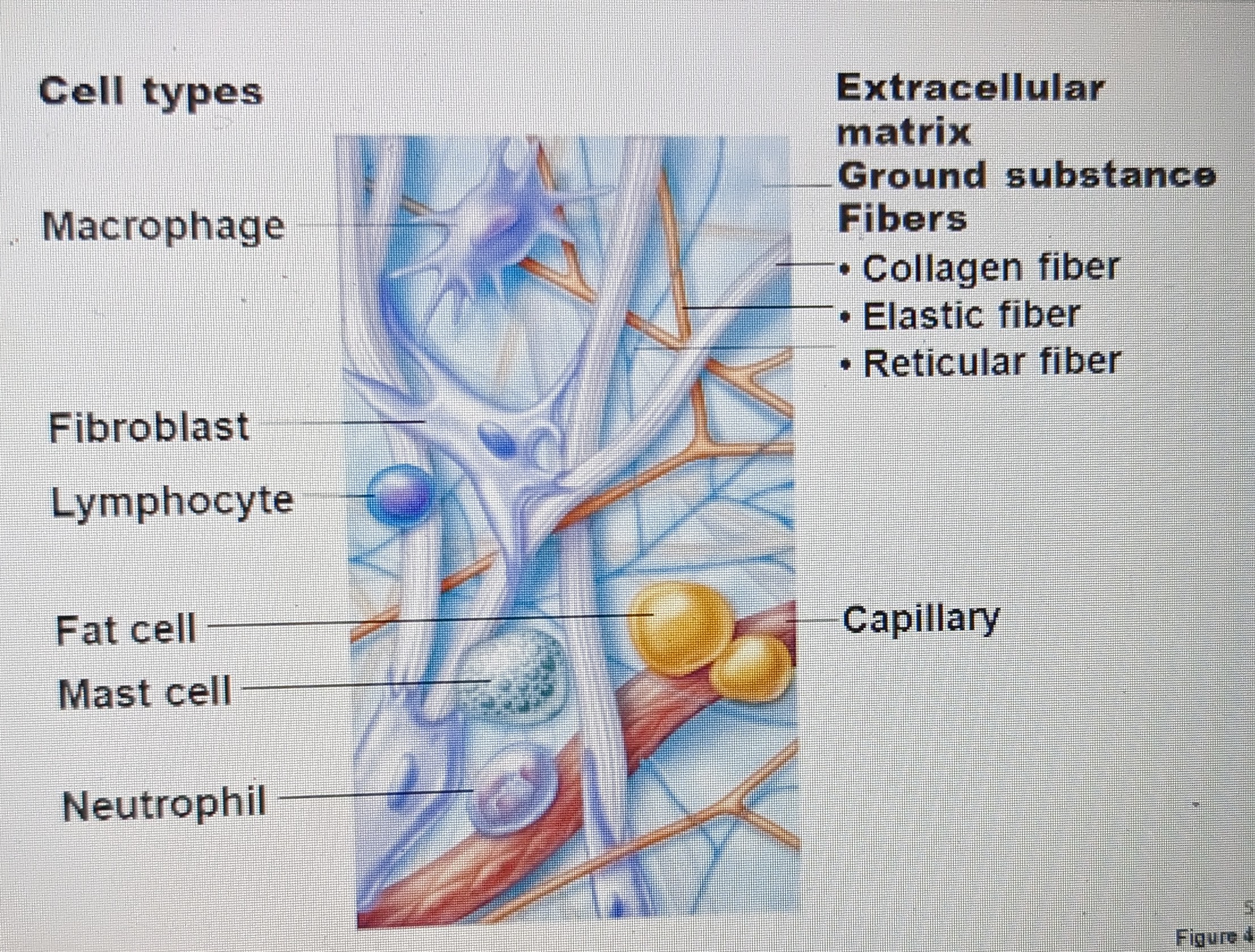 fibroblasts, macrophages, leukocytes, plasma cells, mast cells, adipocytes

* ground substance: interstitial fluid (in blood it is plasma)