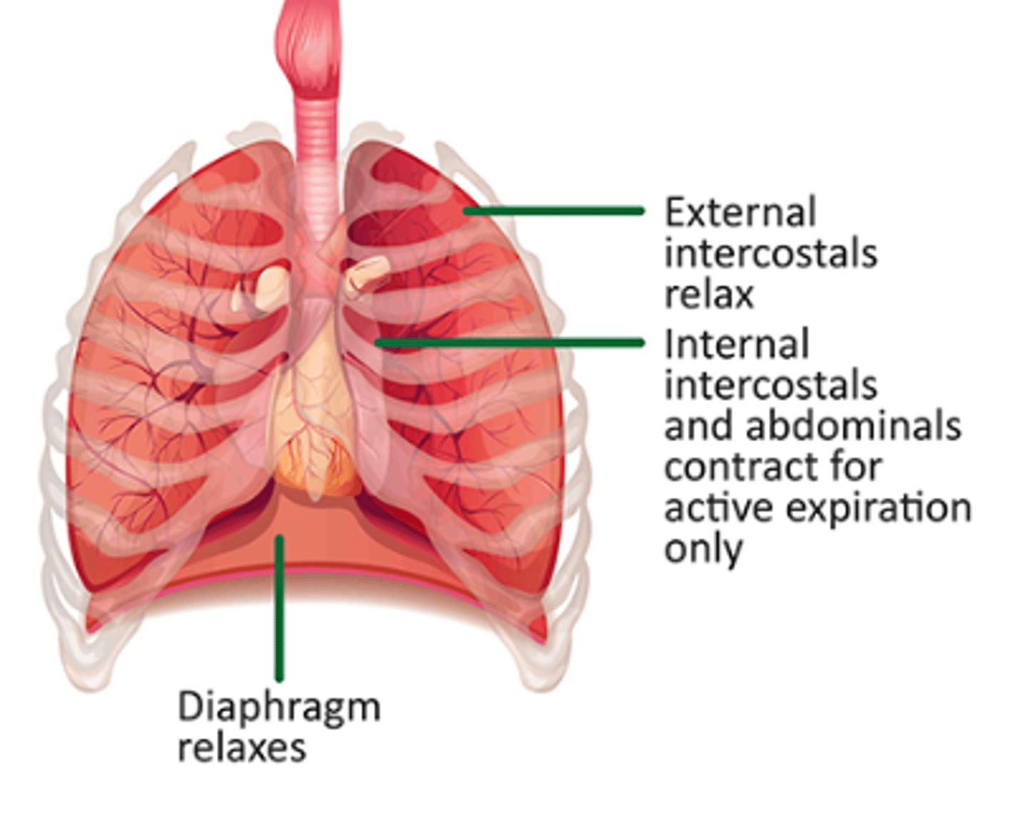 <p>They contract to pull the rib cage down and in, reducing the chest cavity volume and pushing the air out of the lungs</p>