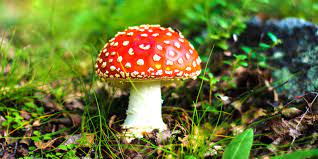 un champignon