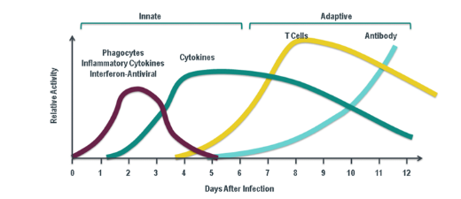 <p>10 - 14 days </p>